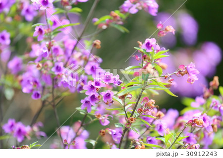 ミントツリーの花 ミントツリーの花 30912243