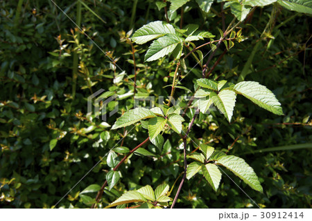 ヤブガラシのツタ 30912414