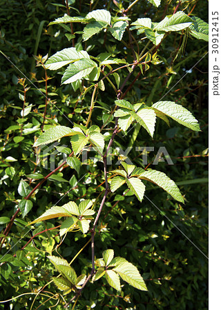 ヤブガラシのツタ ヤブガラシのツタ 30912415