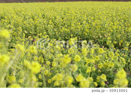 菜の花２０１６その９ 30913001