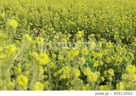 菜の花２０１６その１０ 30913002