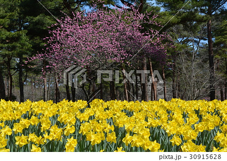ひたち海浜公園　2017-4-1　＃1 30915628