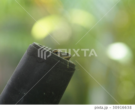 rice field frog, Polypedates leucomystax in a tube 30916638