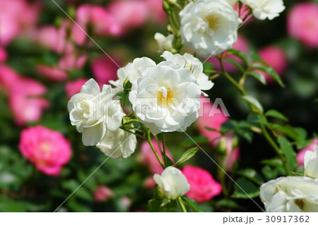 アイスバーグ 30917362