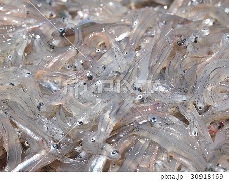 生シラス 30918469