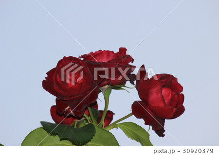 バラ 赤 バラ 赤 30920379