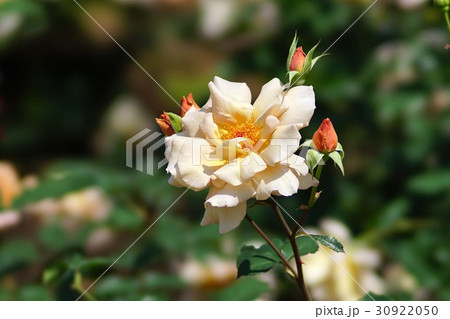 ジュリア ジュリア 30922050