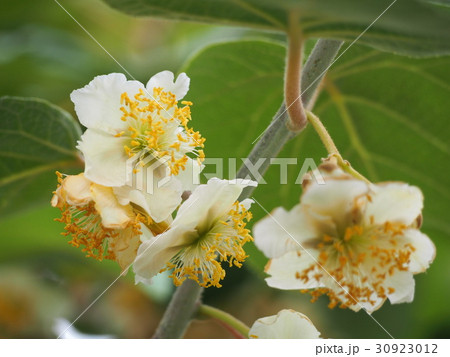 キウイフルーツの花（雄花）　　 30923012