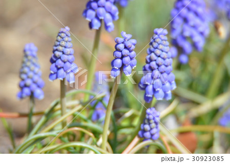 紫色の「ムスカリ」の花（赤城自然園／群馬県渋川市） 30923085