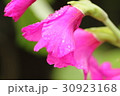 朝露に輝くグラジオラス 30923168