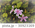 三つ子の芝桜 30923169