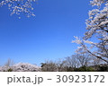 さくらと青空 30923172
