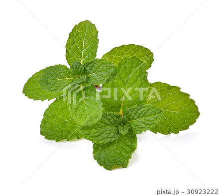 Mint leaves isolated with white on background Mint leaves isolated with white on background 30923222