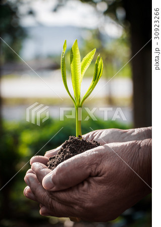 Old female hands holding plant. Old female hands holding plant. 30923266