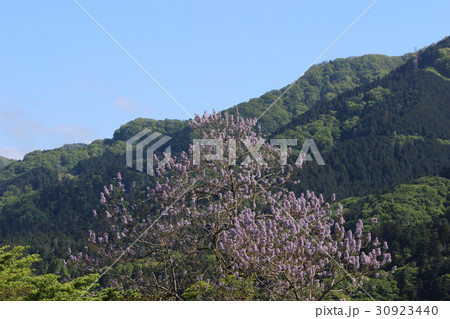 桐と山 30923440