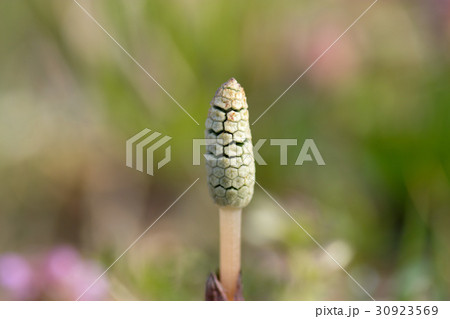 ツクシ 30923569