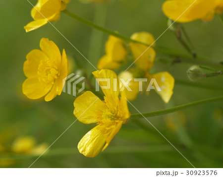 Yellow buttercups. Meadow flowers and grass Yellow buttercups. Meadow flowers and grass 30923576