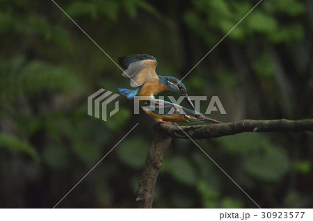 カワセミの交尾(根川緑道・立川公園/東京都立川市) カワセミの交尾(根川緑道・立川公園/東京都立川市) 30923577