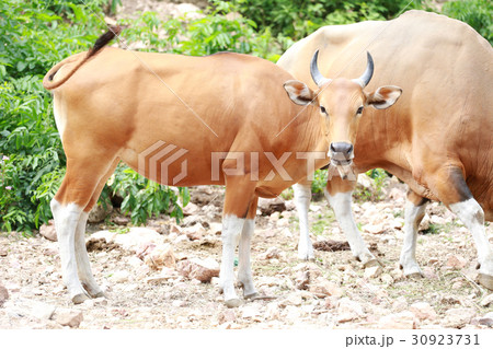 Red cow or red bulls. 30923731