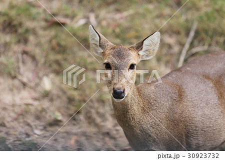 Sambar or Deer in the nature. Sambar or Deer in the nature. 30923732