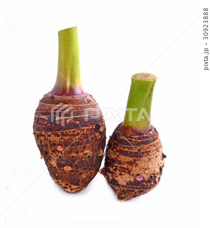 taro isolated on white background taro isolated on white background 30923888