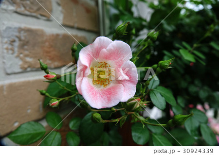 ビンゴメイディランド(バラ) ビンゴメイディランド(バラ) 30924339