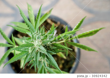 The cannabis plant. marijuana plant flowering The cannabis plant. marijuana plant flowering 30924342