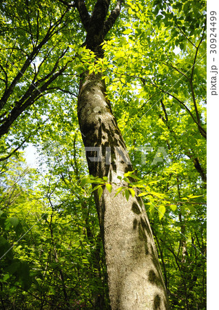 新緑 新緑 30924499