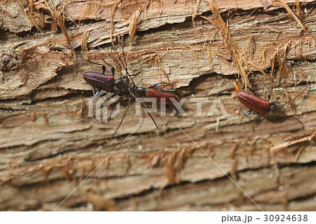 生き物 昆虫 ヒメスギカミキリ、相手を求めてひたすら丸太の上を歩き回っています 生き物 昆虫 ヒメスギカミキリ、相手を求めてひたすら丸太の上を歩き回っています 30924638