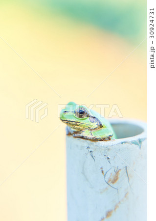 何かを見つめる一匹のニホンアマガエル 30924731