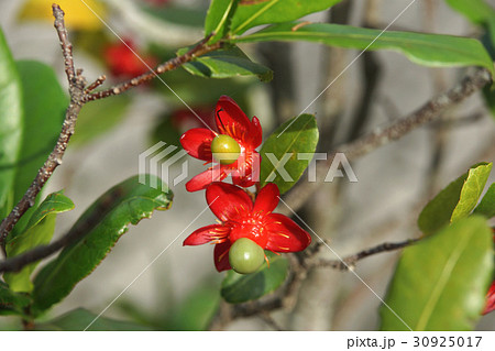 ミッキーマウスの木 ミッキーマウスノキ 植物 30925017