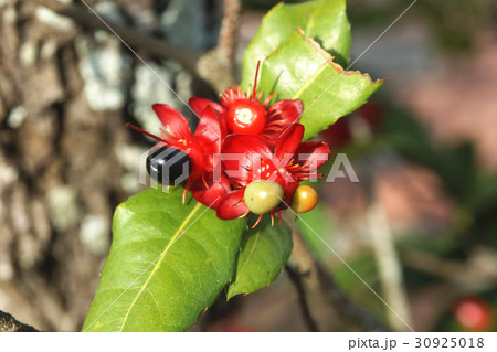 ミッキーマウスの木 ミッキーマウスノキ 植物 30925018