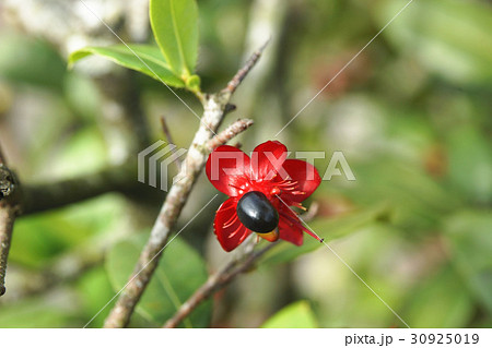 ミッキーマウスの木 ミッキーマウスノキ 植物 30925019