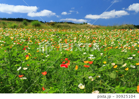 萌の里のポピー畑 30925104