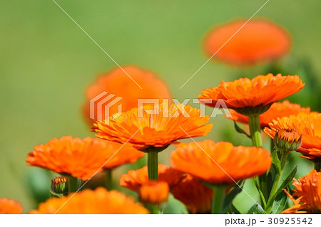 キンセンカ 30925542