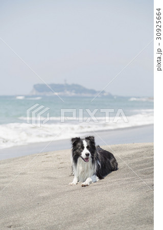ボーダーコリーと江ノ島 30925664