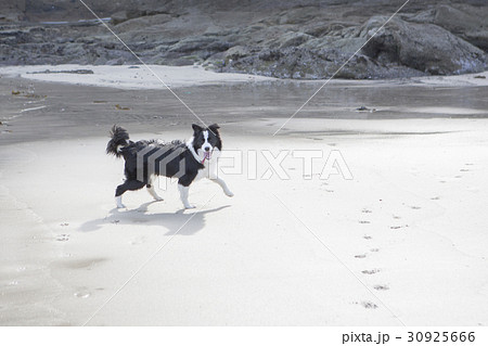 砂浜を歩く犬 30925666