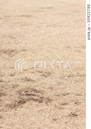 枯れた芝生 30925788