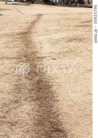 枯れた芝生 30925790