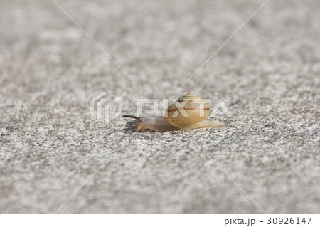 カタツムリ 30926147