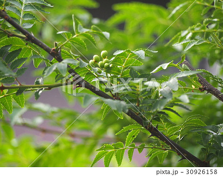 山椒の実　　実山椒 30926158