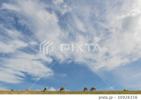 Sheep on Dike on Texel with Clouds Sheep on Dike on Texel with Clouds 30926356