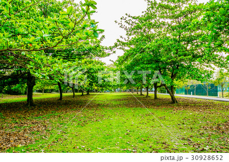 台湾 屏東 自転車 30928652