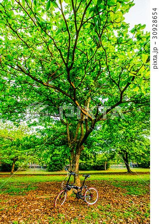 台湾 屏東 自転車 30928654