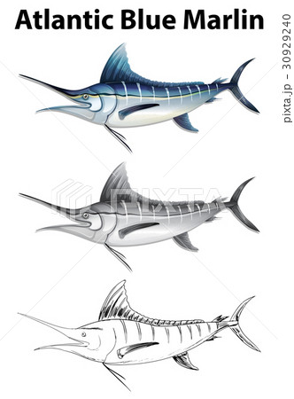 Three drawing styles of atlantic blue marlin 30929240