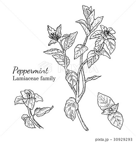 Ink peppermint hand drawn sketch Ink peppermint hand drawn sketch 30929293