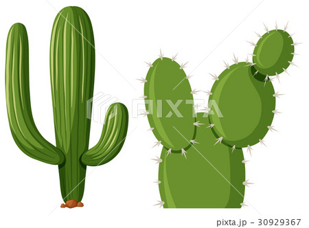 Two types of cactus plant 30929367