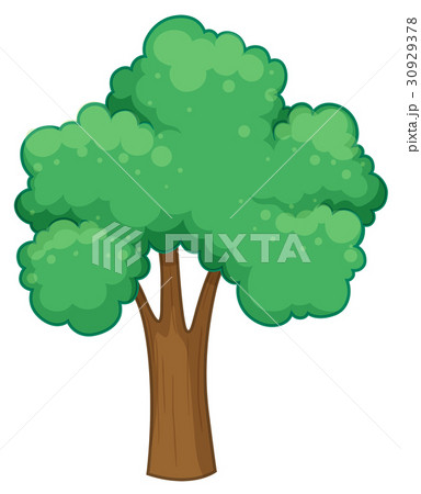 Big green tree on white background Big green tree on white background 30929378