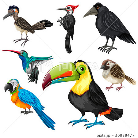 Different types of wild birds 30929477