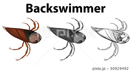 Doodle character for backswimmer bug Doodle character for backswimmer bug 30929492